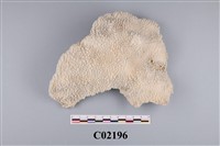 藏品(珊瑚化石)的圖片